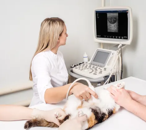 Cat getting an ultrasound
